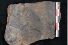 Foto (Detailansicht) von Cupanites novae zeelandiae Ettingshausen (NHMW-GEO-2024-0188-10253)